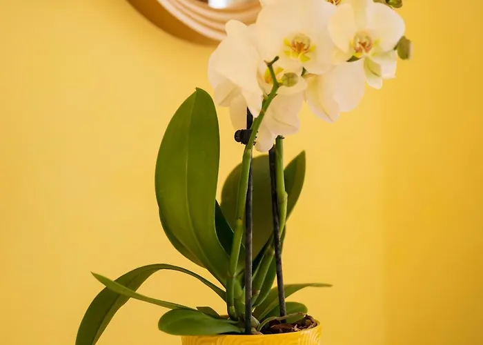 Palazzo Talamo Hotell